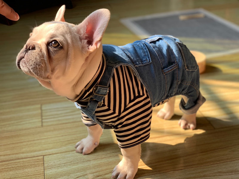 Dog One Piece Jeans  Cutie Pets